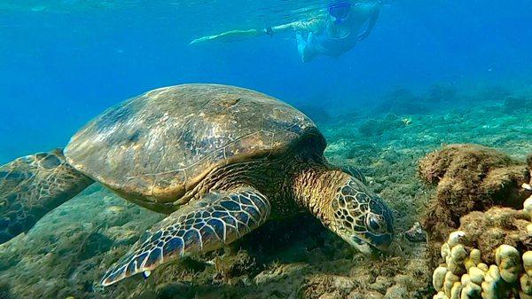 Join us...Hanging with the Honu'z (Hawaiian Sea Turtles)...808-446-6300