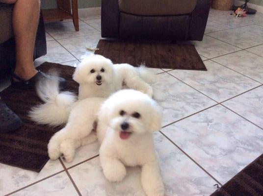 Buster and Annabelle, our bichons