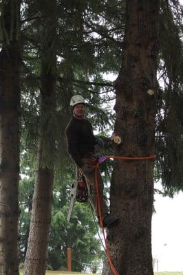 Thinning out the dead, dying branches to allow the wind to blow thru