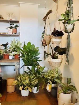 Back display of pots and hanging plants