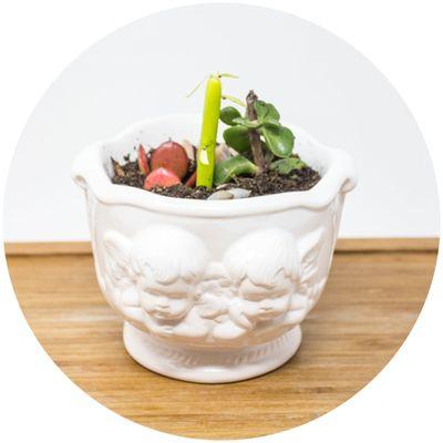 Angel Planters Minimum 36pcs Succulent not included