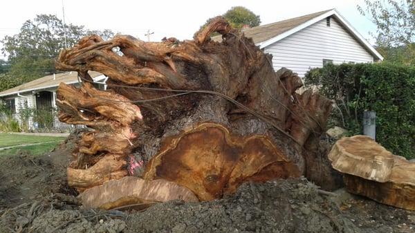 This beautiful redwoodstump will make a very nice art piece