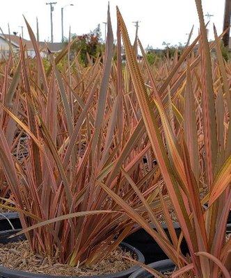 Ornamental grasses