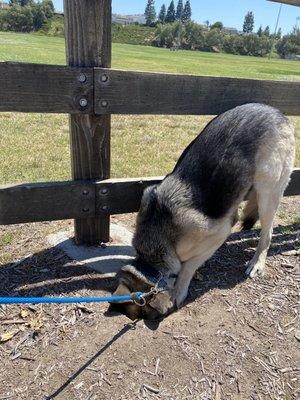 Barrón: The dog