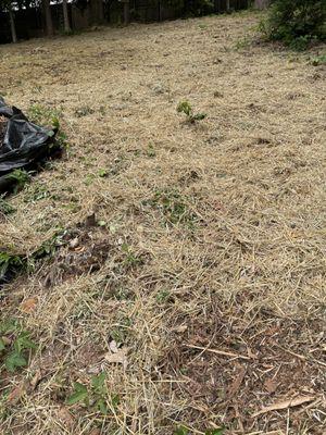 Straw thrown on top of weeds