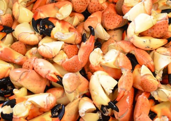 Stone Crab