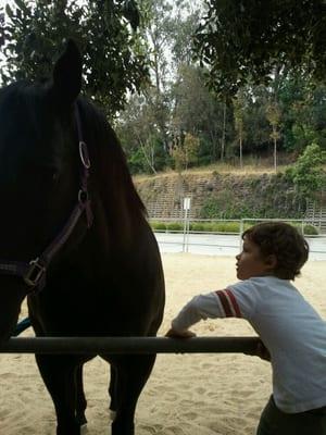 My nephew is in love with all their horses...