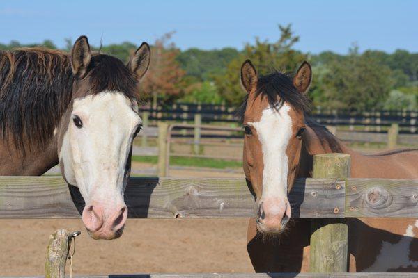 Amaryllis Farm Equine Rescue