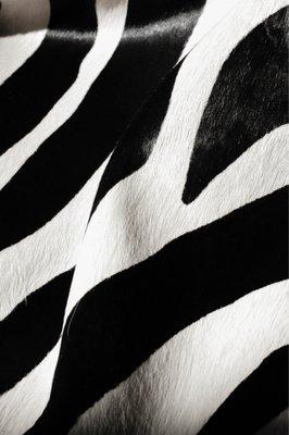 Zebra Hair on