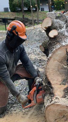 Owner bucking up the tree removed yo split for fire wood