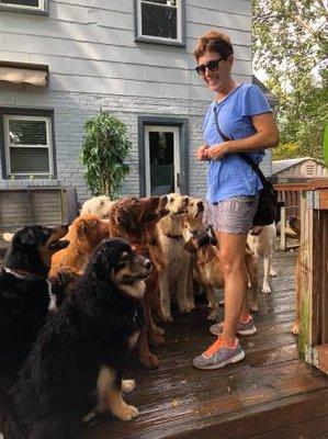 Sit- Stay with 17 dogs