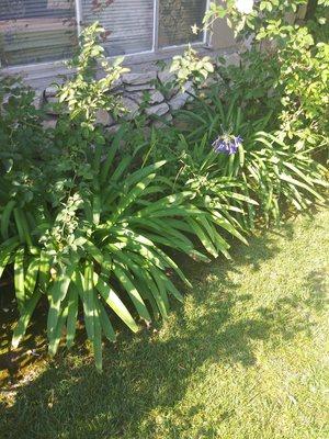 Front Lawn Bushes (08/18/20). #DavilaLandscaping #BellGarden #Gardening #Landscaping