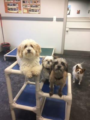 Max, Cricket, Fonze & Rosie having a party on the bunk beds!