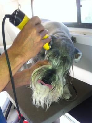 In action #mobilepetgrooming #petcare #losangeles