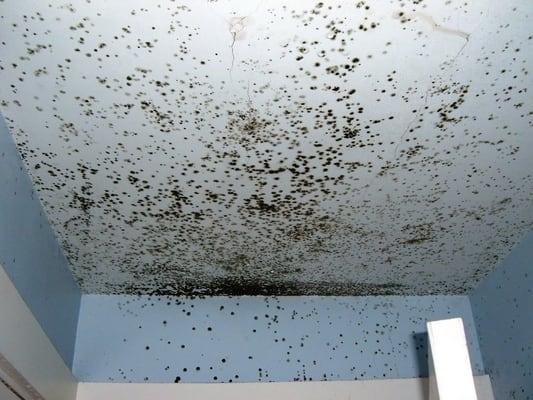 Mold Damage