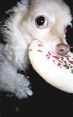 Roger the Chihuahua steals a cookie.