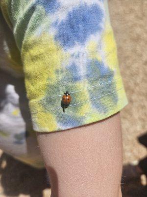 Our curriculum is centered around the children's interests. A chance encounter with a ladybug can turn into a month long study of insects.