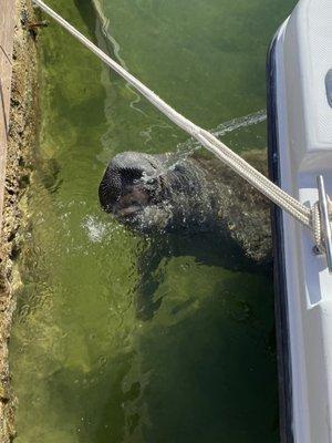 Manatee came to visit our boat! What an awesome experience!