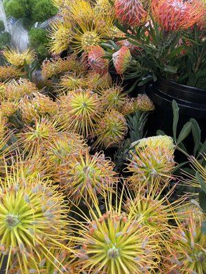 Pincushion protea