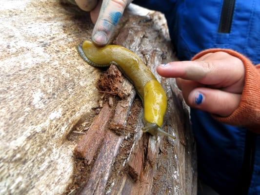 Children playing outside, discovering one of the wonders of nature-a banana slug! In the heart of the Presidio, San Francisco