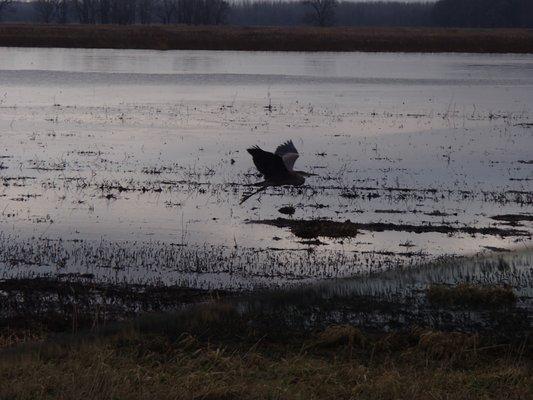 Reminds me of Everglades! Blue Heron