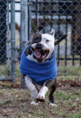 Happy Bark Dog Training