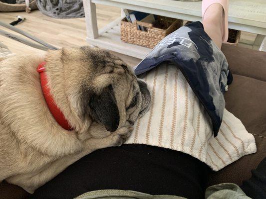 Frankie is my comfort-pug :)