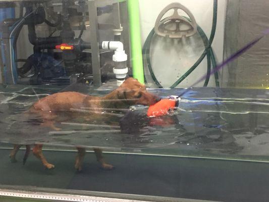 Hank having fun in the underwater treadmill