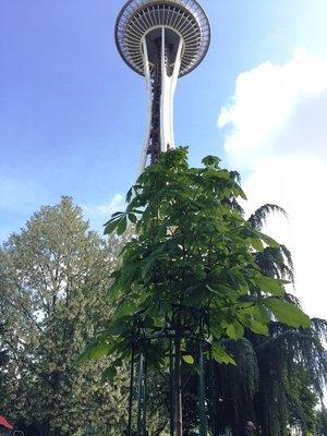 The Anne Frank Sapling (Chestnut Tree)