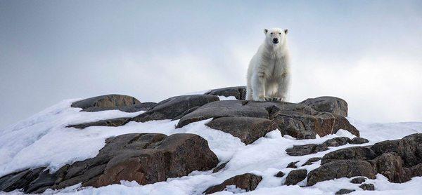 A beautiful Polar Bear taken from a zodiac in Svalbard,Norway by David McKay