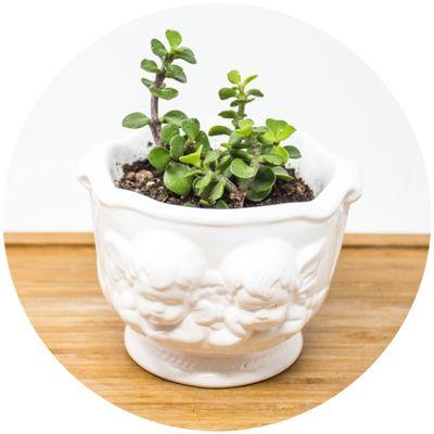 Angel Planters Minimum 36pcs Succulent not included