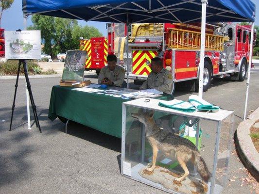 a real coyote, preserved