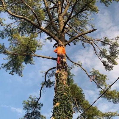 Tree Trimming in Long Island, NY.