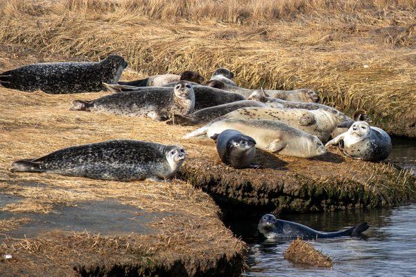 Long Island Harbor Seals sunning on the marshes.