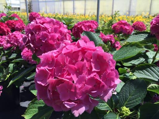 Here is a hydrangea only at Rainbow Valley Nursery. Why pay retail? Pay wholesale! Take advantage of our wholesale prices!!!