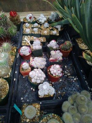 Grigsby Cactus Gardens