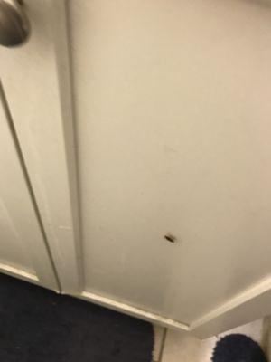 roach in bathroom