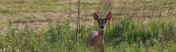 Blue Deer Center