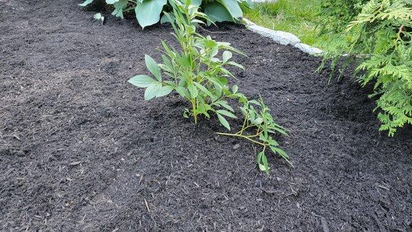 Black mulch from MLS.