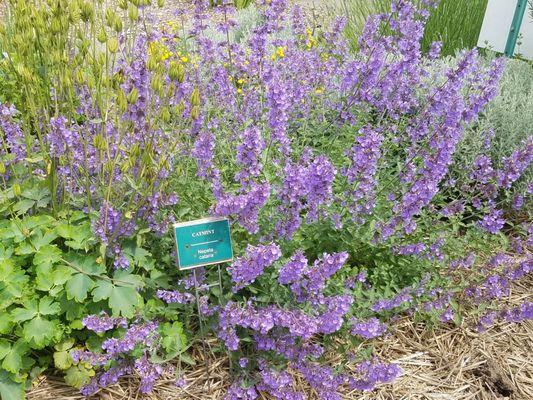 catnip in full bloom!