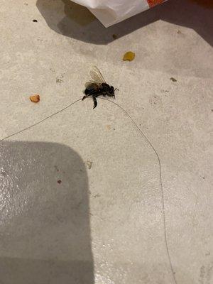 Bee that stung my daughter.