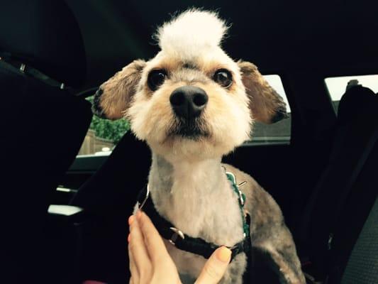 Whiskey, 2 yr old Down Dog Rescue who was severely matted around his neck and paws. Lilian gave him one cool haircut. Adopted 3 days later!