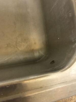 roach in kitchen sink