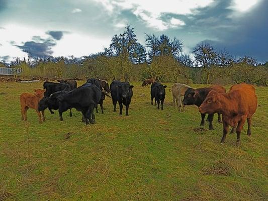 Salmon Creek Meats