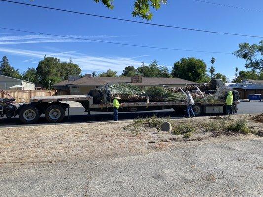 going green and drought tolerant