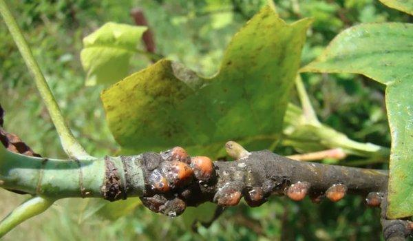 Scale in your trees drip sap all over your car and your driveway. We can help treat your trees to stop dripping