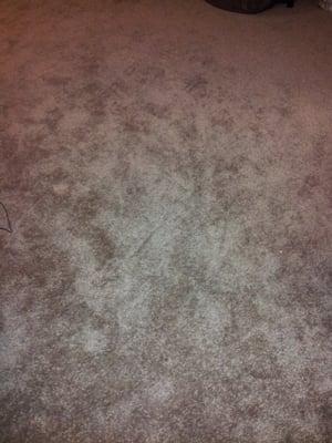 Amazing, my carpet almost looks and feels like new!