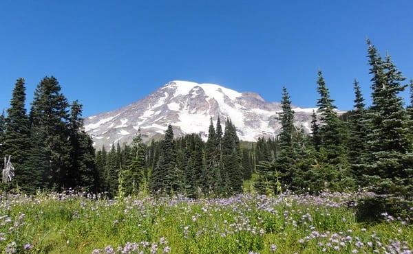 Great picture by Gayle Smith of majestic Mount Rainier.