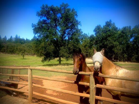 Hunt Horses Ranch