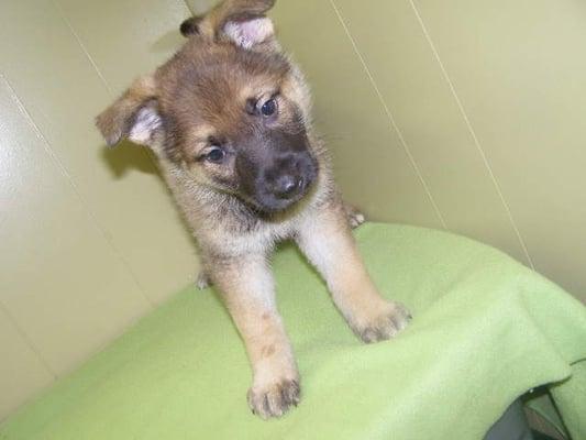 I bet you thought we only specialized in smaller breeds? Nope! Say hello to baby German Shepherd!